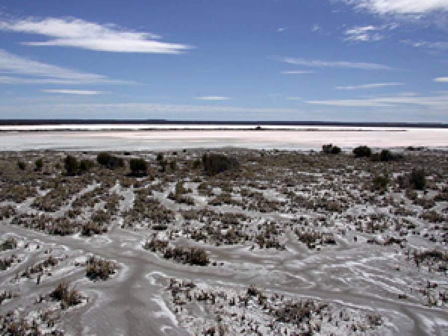 Neotropical Myxobiota. VI. A biosystematic study of the Amoebozoa (Myxomycetes and Arcellinidae) from the Andean salt flats